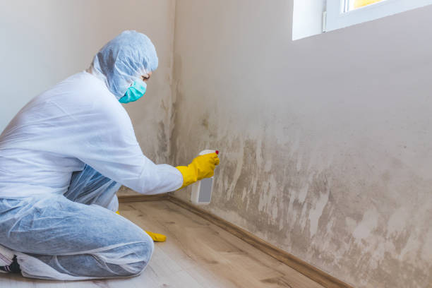 Licensed Mold Inspection service in Bluemont, VA - WQB Mold Removal