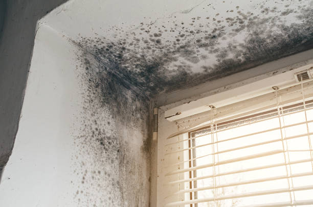 Affordable Mold Inspection solutions in Bluemont, VA